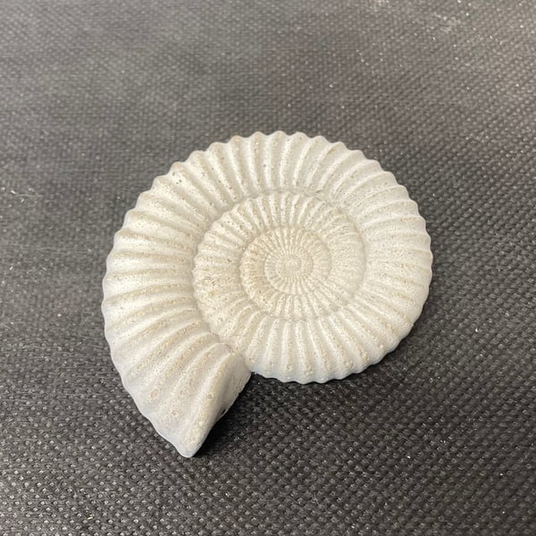  1.2  - Ammonite Fossil  detailed reconstituted stone ammonites design  
