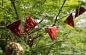 Bunting
