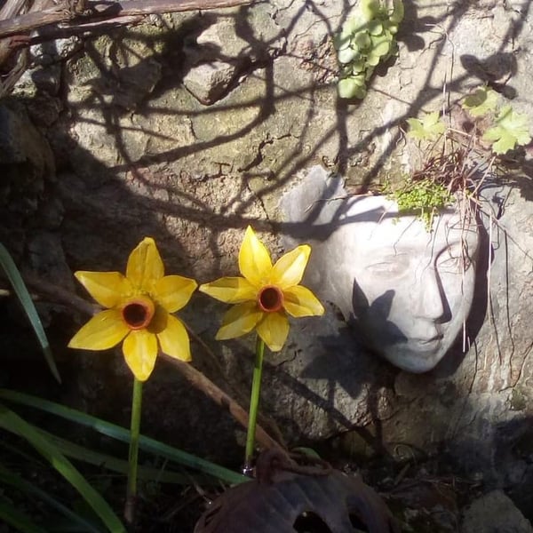 Pair of Cornish Daffodils garden decor.