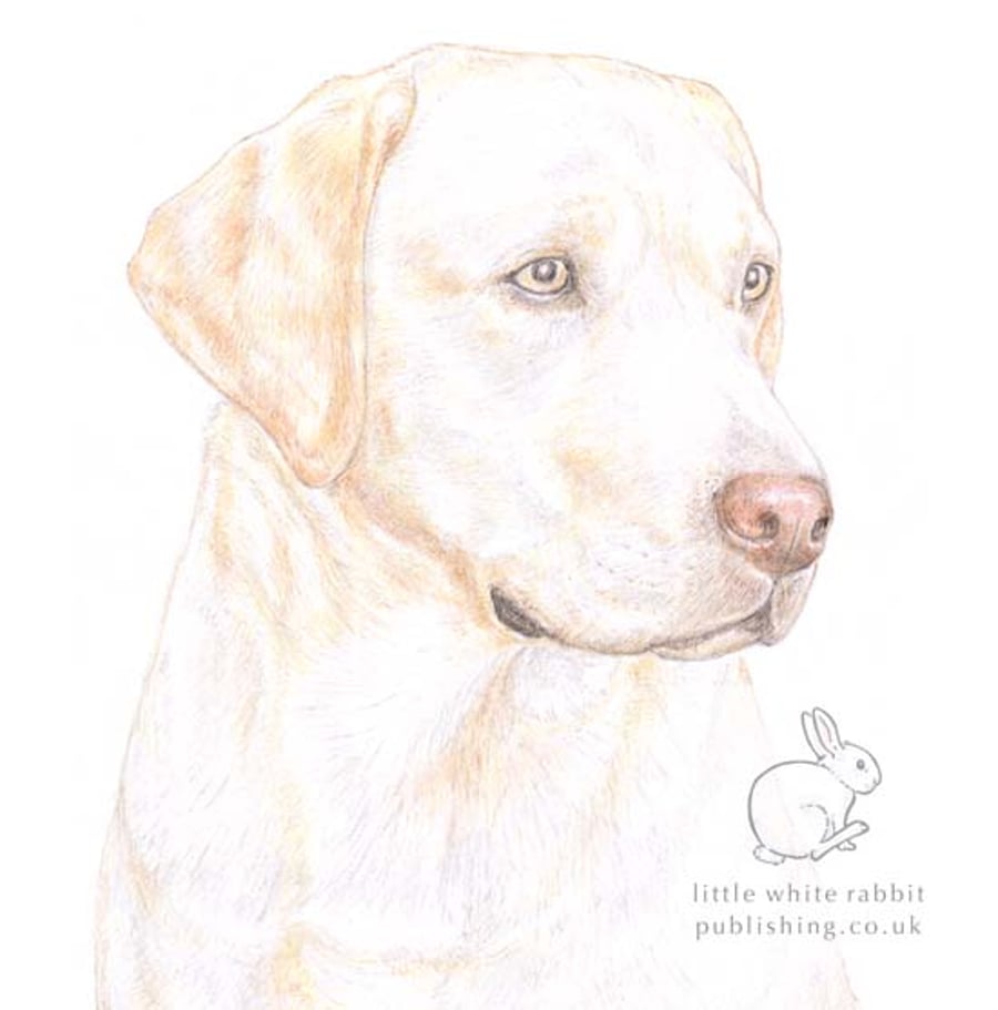 Ollie the Yellow Labrador -  Blank Card