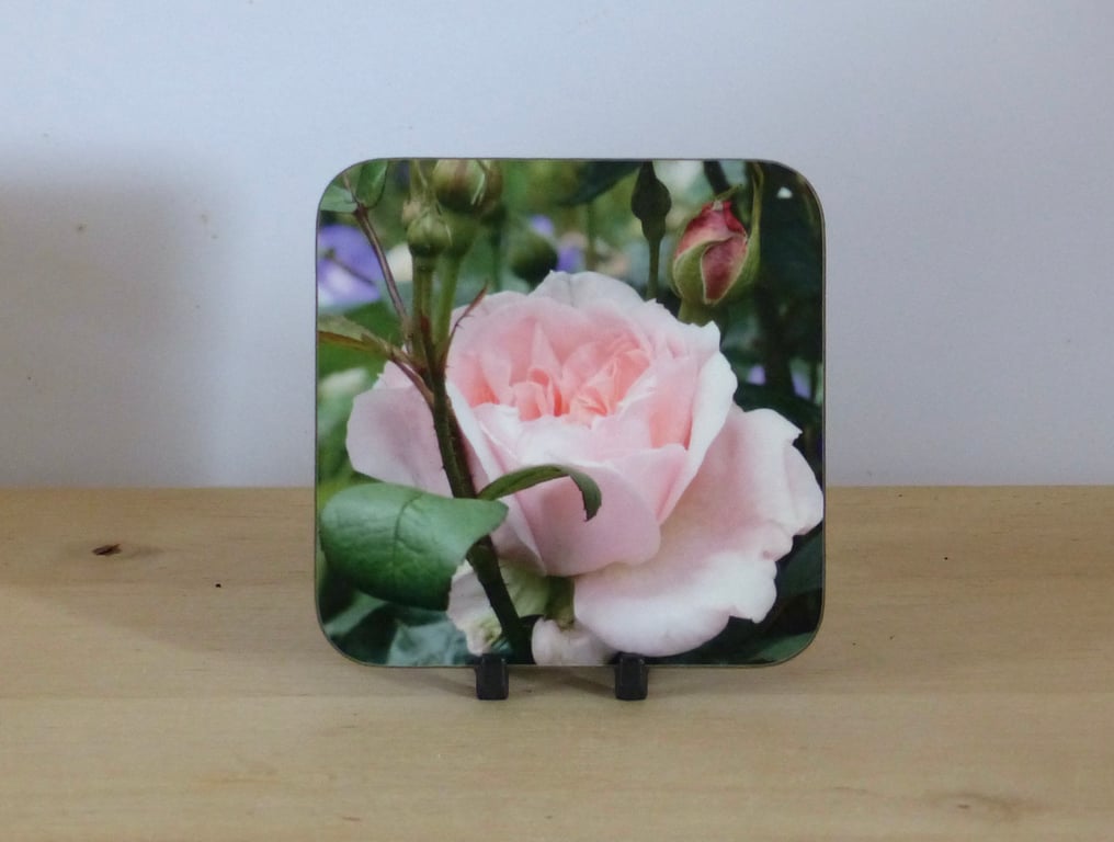 Photo Coaster - Pink Rose