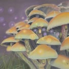 'Magic in the Air' 5x7 inch signed limited edition giclee toadstool print