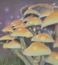 'Magic in the Air' 5x7 inch signed limited edition giclee toadstool print