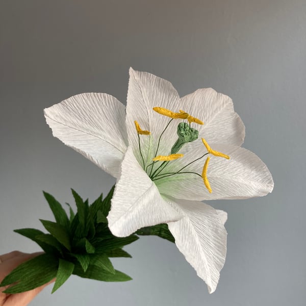 Easter Lily