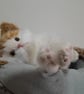 Persian Kitten, dotpebblesknits design, Knitted Cat  - Image 8