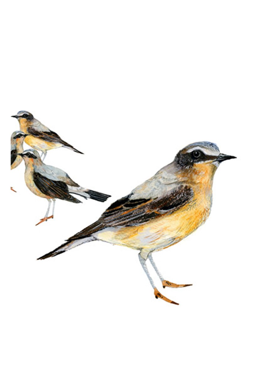 Bird group print Wheatear Birds illustration Giclee A4 print