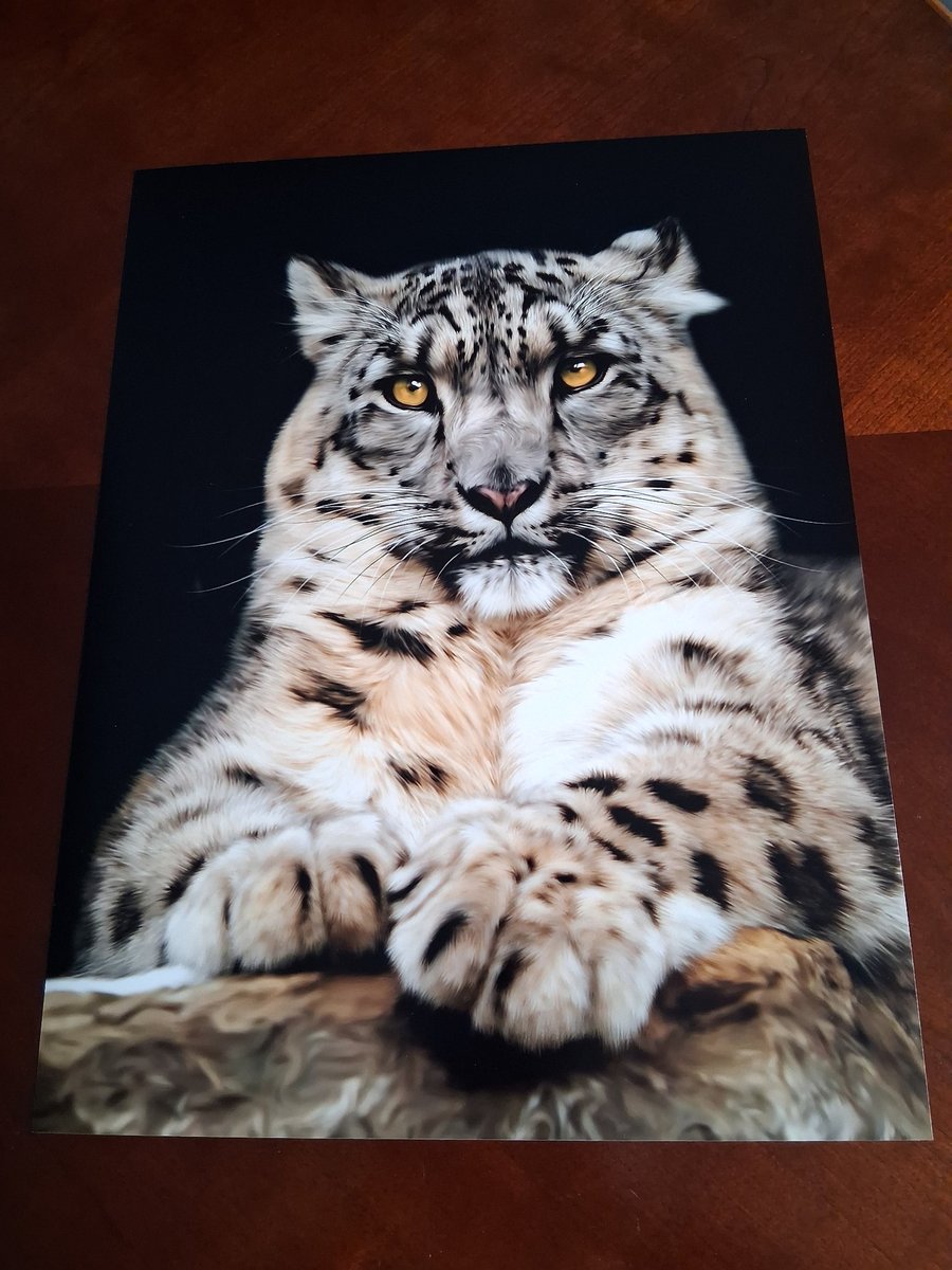 SNOW LEOPARD PHOTOGRAPH 16x12
