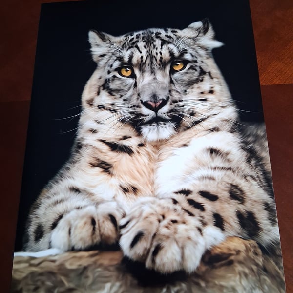 SNOW LEOPARD PHOTOGRAPH 16x12