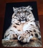 SNOW LEOPARD PHOTOGRAPH 16x12