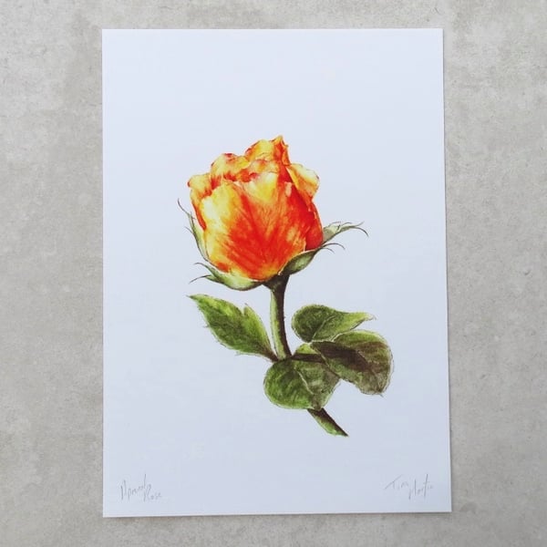 Art Print 'Apricot Rose'