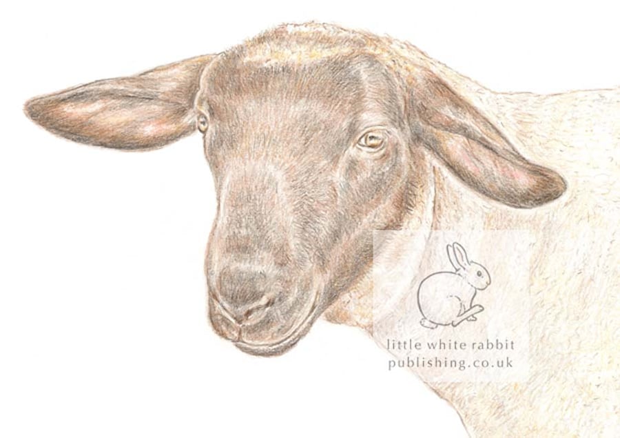 Jake the Sheep - Blank Card