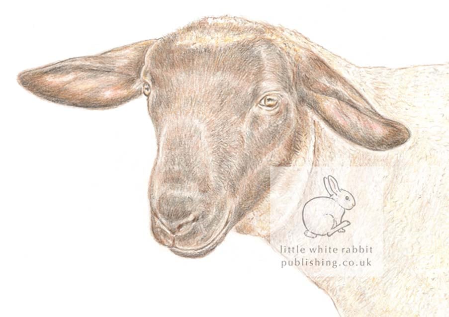 Jake the Sheep - Blank Card