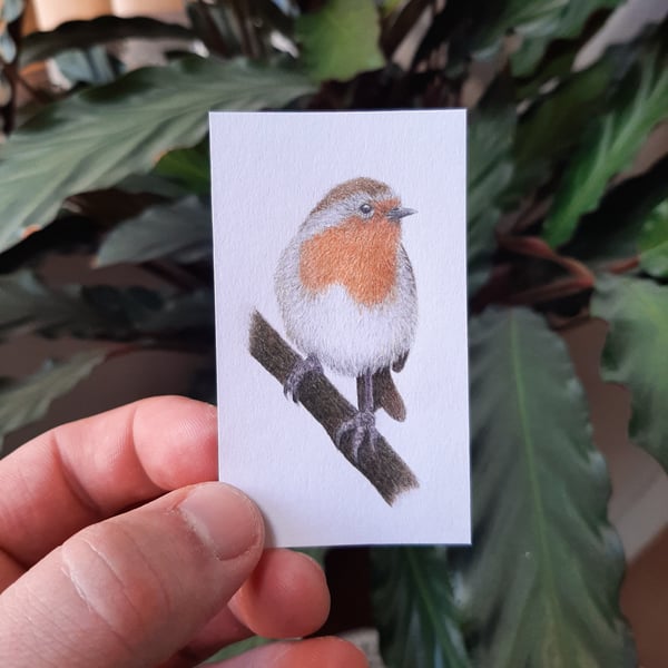 Robin Original Drawing - Miniature Illustration... - Folksy
