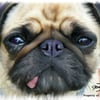 PUG -  Dog A4 Size digital painting ART PRINT by Russellart