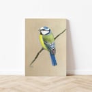 Original Blue Tit Bird Oil Painting