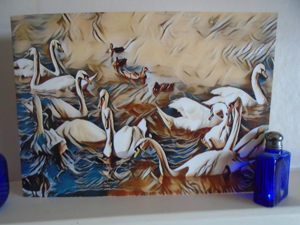 Swans & Ducks Blank Greeting Card & Envelope Unique Design 