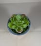 Blue Ceramic Small Container Artificial Succulent Plant Ornament Decoration. - Image 5