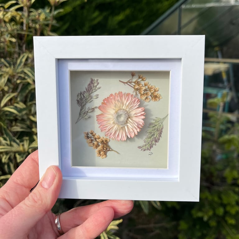 Real Pressed and Dried Strawflower, Framed Art, Mother’s Day, birthday gift