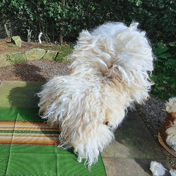 Pure wool rug Hand-Felted Ryeland x Valais Blacknose sheep wool