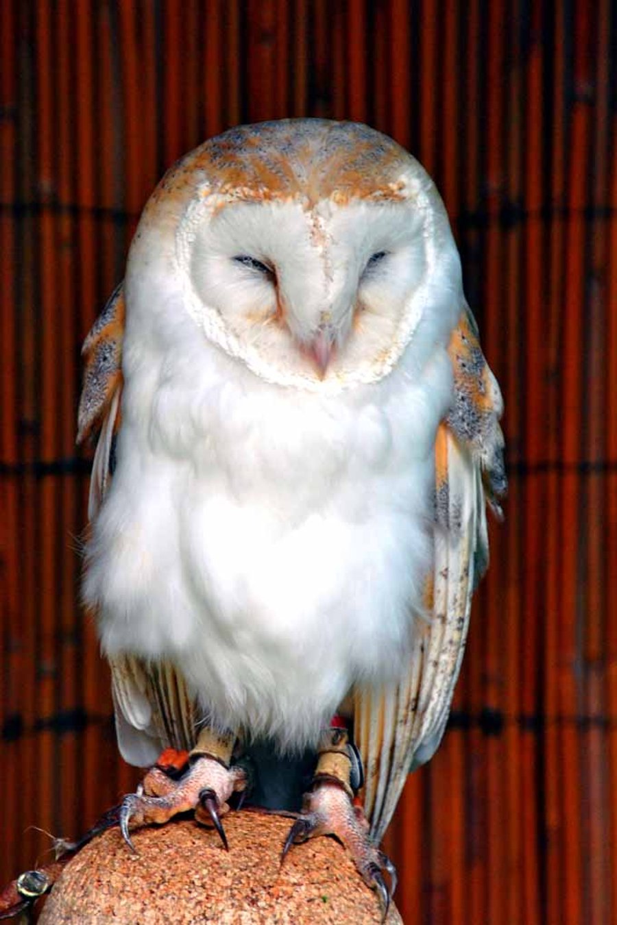 Barn Owl Tyto Alba Bird Of Prey Photograph Print