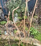 Hand carved walking sticks Ceremonial staff