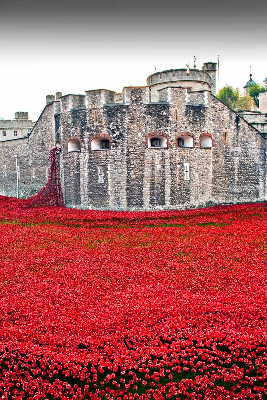 Tower of London Red Poppies England UK 12"x18" Print