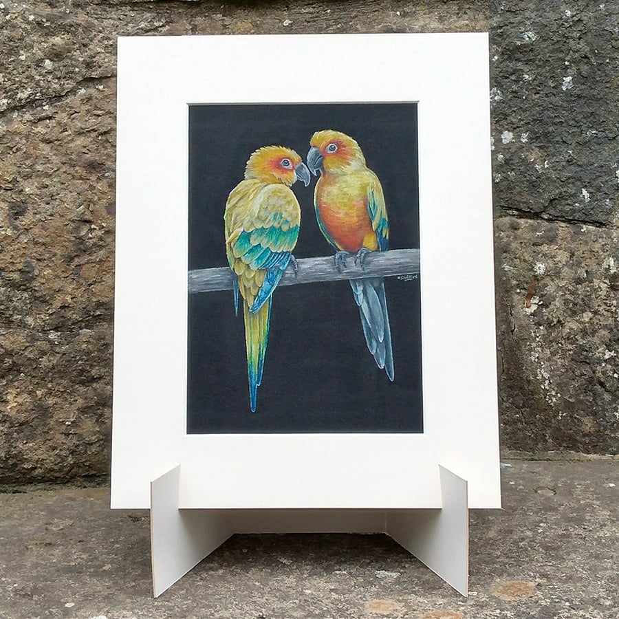 Parakeets Original Coloured Pencil Bird Drawing