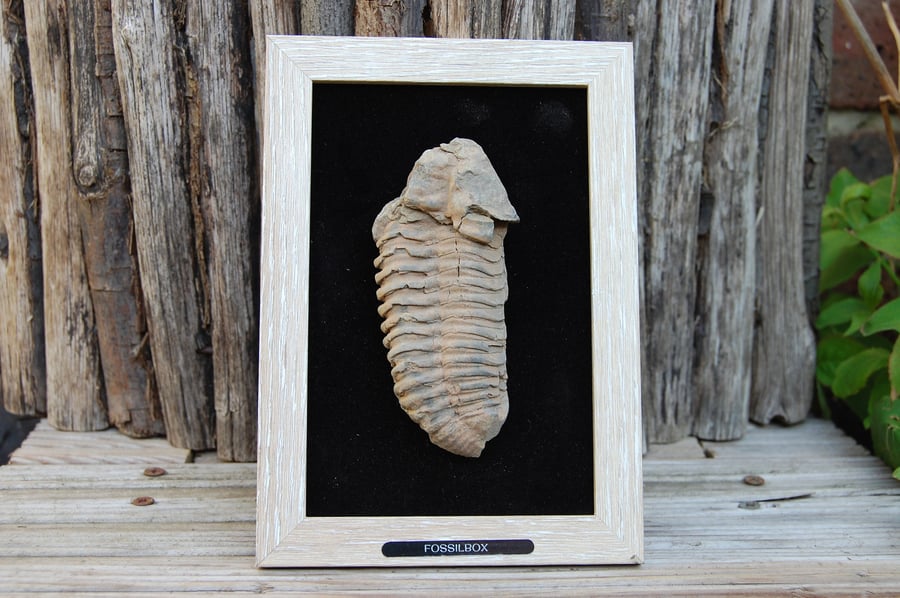 Trilobite in frame
