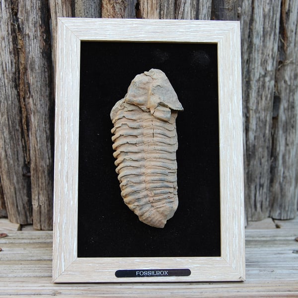 Trilobite in frame