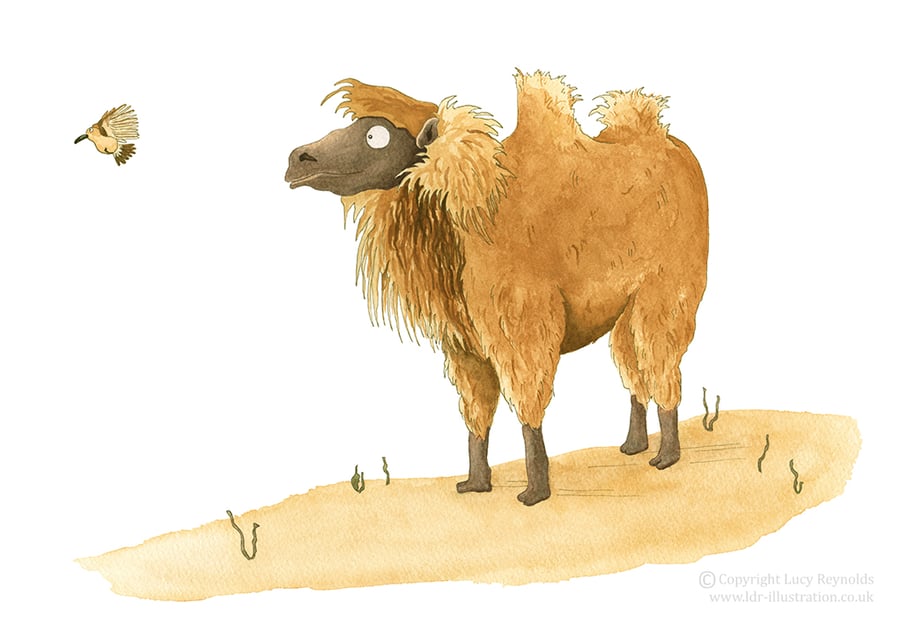 'Marvin the Camel II' Print