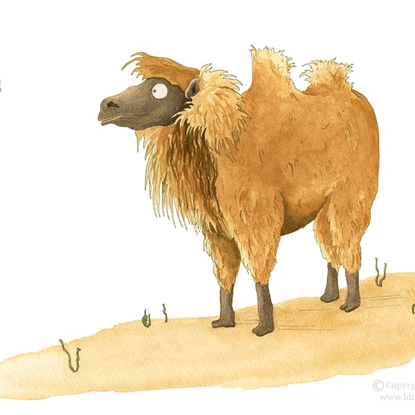 'Marvin the Camel II' Print