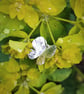 Butterfly silver pendant - Image 4