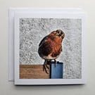 Friendly Robin Encounter Square Photographic Card Size 6" x 6" 