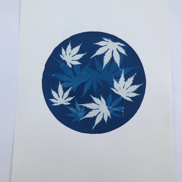 Cyanotype Art rounds up Acer leaves 