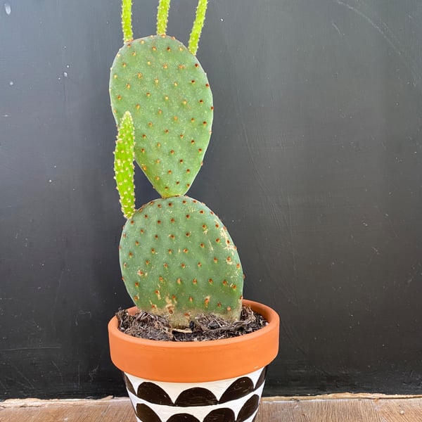 Plant pot, Hand painted, Unique gift, Terracotta