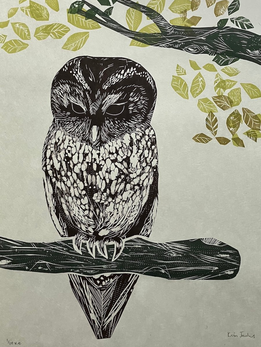 Tawny Owl in Beech Tree