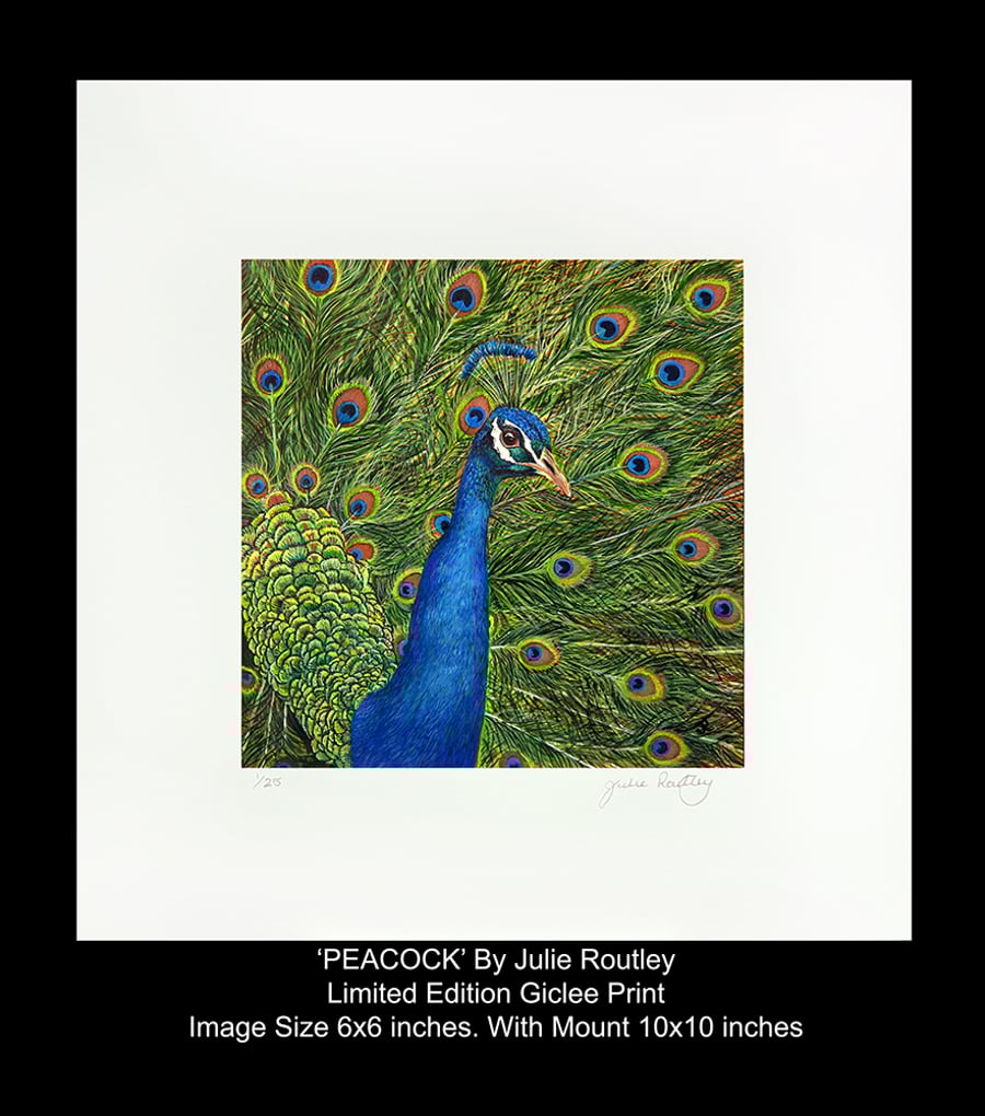 'The Peacock' Limited Edition Giclee Print