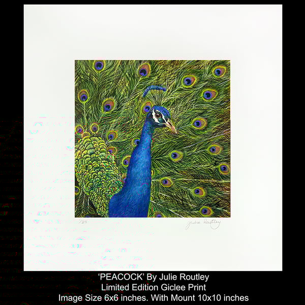 'The Peacock' Limited Edition Giclee Print