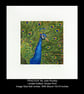 'The Peacock' Limited Edition Giclee Print - Image 1