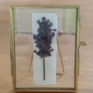Pressed English Lavender Botanical Art in a vintage glass and metal frame