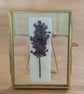 Pressed English Lavender Botanical Art in a vintage glass and metal frame - Image 1