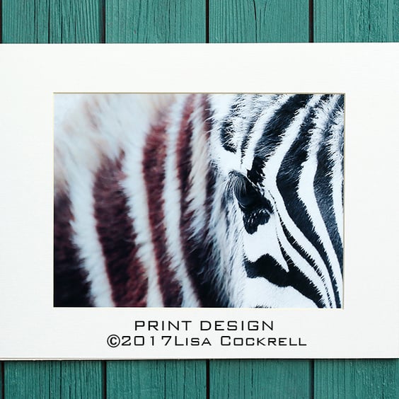 ZEBRA PRINT (A4 approx) MOUNTED FOR 40 X 30 CM FRAME