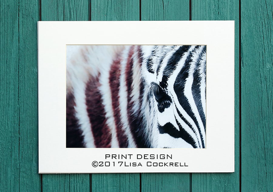 ZEBRA PRINT (A4 approx) MOUNTED FOR 40 X 30 CM FRAME