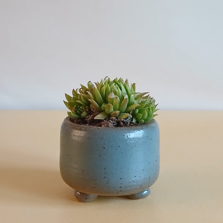 Succulent and cactus pot from series A