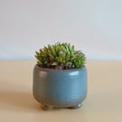 Succulent and cactus pot from series A
