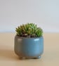 Succulent and cactus pot from series A