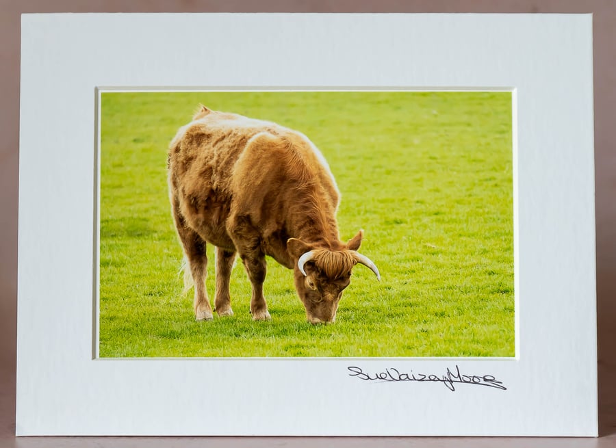 Grazing Cow - Original Hand Signed Mounted Photograph