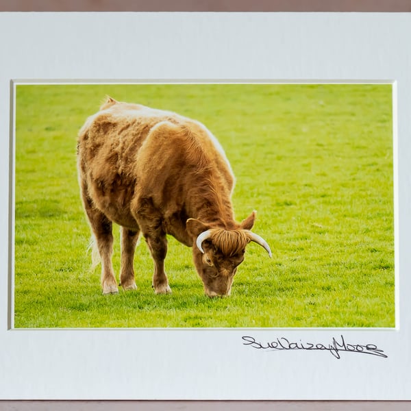 Grazing Cow - Original Hand Signed Mounted Photograph
