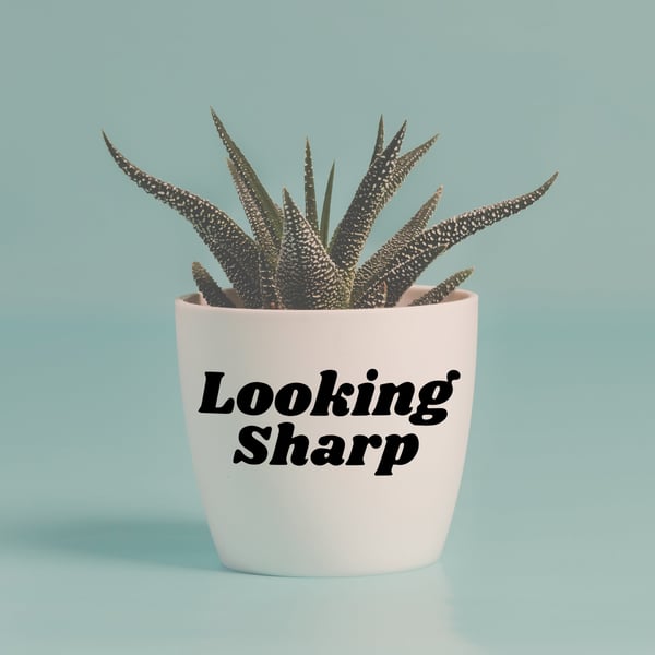 Looking Sharp Plant Pot Vinyl Sticker - Funny Cute Positive Plant Gift, Quote 