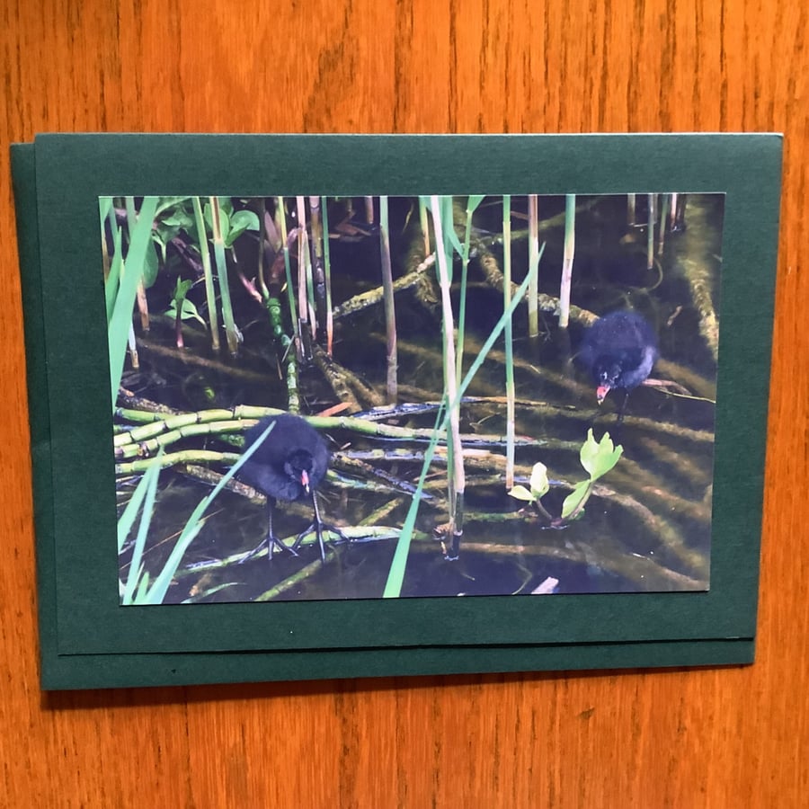 Handmade original photo card 'Two moorhen chicks'